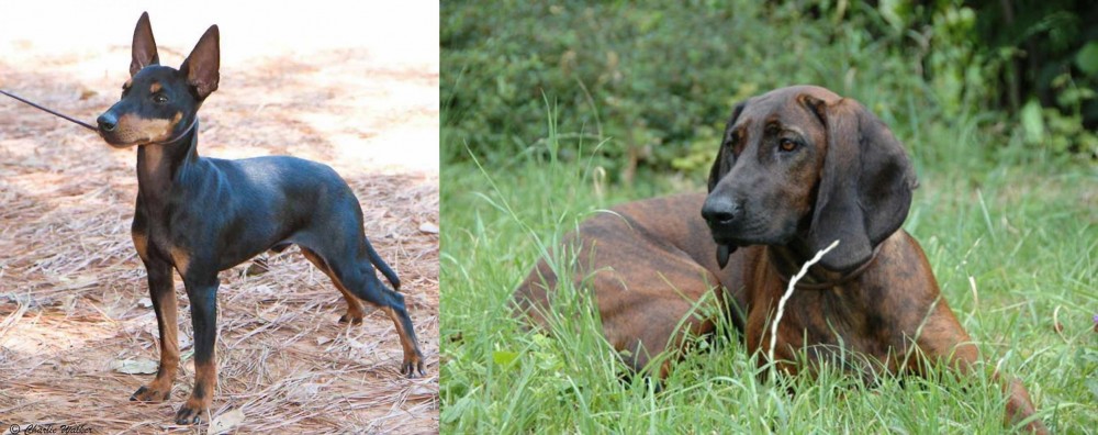 Hanover Hound vs English Toy Terrier (Black & Tan) - Breed Comparison