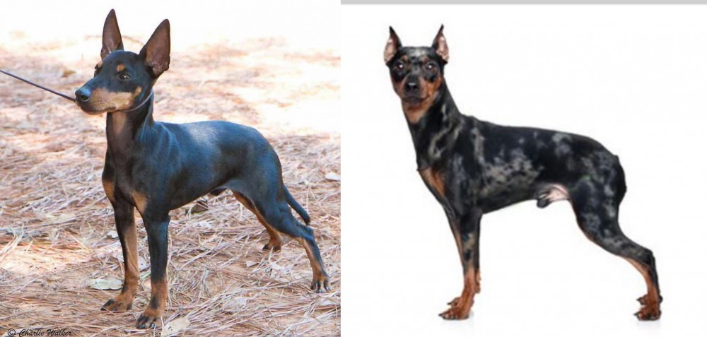 Harlequin Pinscher vs English Toy Terrier (Black & Tan) - Breed Comparison