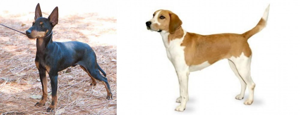 Harrier vs English Toy Terrier (Black & Tan) - Breed Comparison