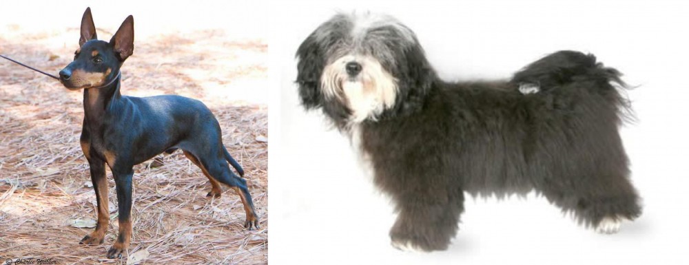 Havanese vs English Toy Terrier (Black & Tan) - Breed Comparison