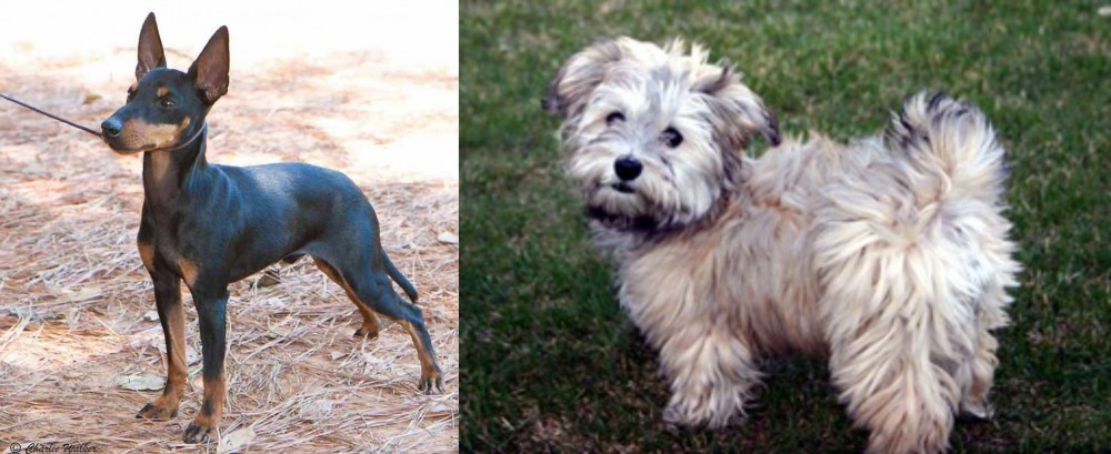 Havapoo vs English Toy Terrier (Black & Tan) - Breed Comparison