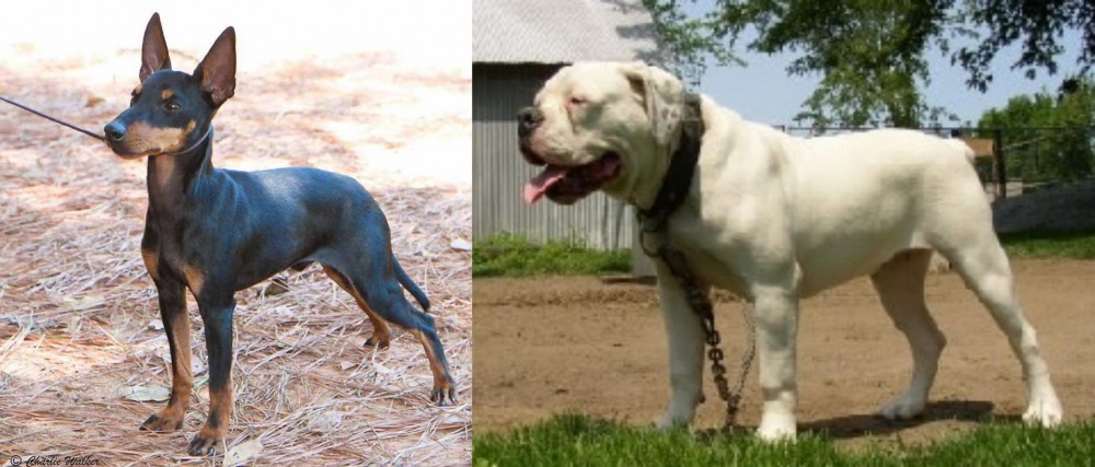 Hermes Bulldogge vs English Toy Terrier (Black & Tan) - Breed Comparison