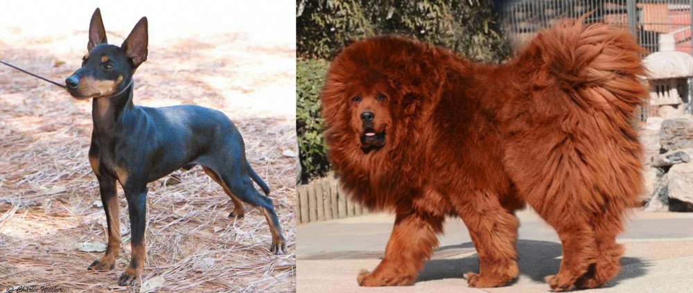 Himalayan Mastiff vs English Toy Terrier (Black & Tan) - Breed Comparison