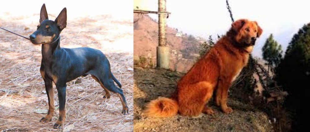 Himalayan Sheepdog vs English Toy Terrier (Black & Tan) - Breed Comparison