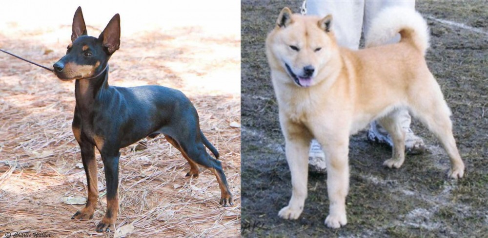Hokkaido vs English Toy Terrier (Black & Tan) - Breed Comparison