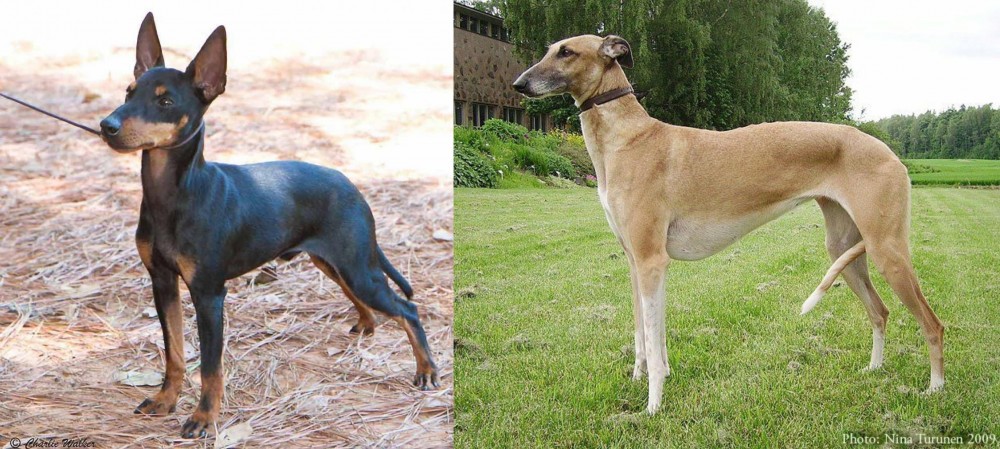 Hortaya Borzaya vs English Toy Terrier (Black & Tan) - Breed Comparison