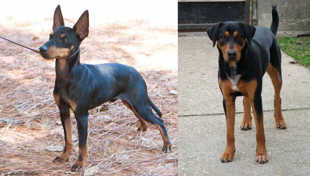 Hungarian Hound vs English Toy Terrier (Black & Tan) - Breed Comparison