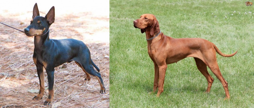Hungarian Vizsla vs English Toy Terrier (Black & Tan) - Breed Comparison