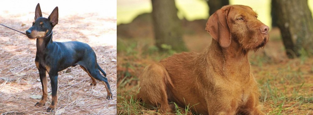 Hungarian Wirehaired Vizsla vs English Toy Terrier (Black & Tan) - Breed Comparison