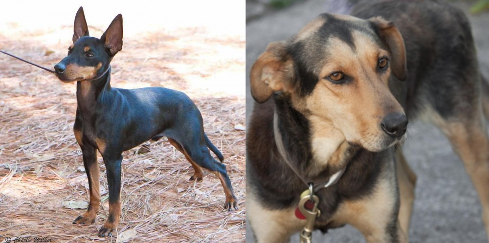 Huntaway vs English Toy Terrier (Black & Tan) - Breed Comparison