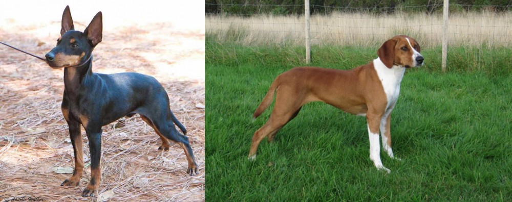 Hygenhund vs English Toy Terrier (Black & Tan) - Breed Comparison