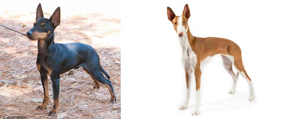 Ibizan Hound vs English Toy Terrier (Black & Tan) - Breed Comparison