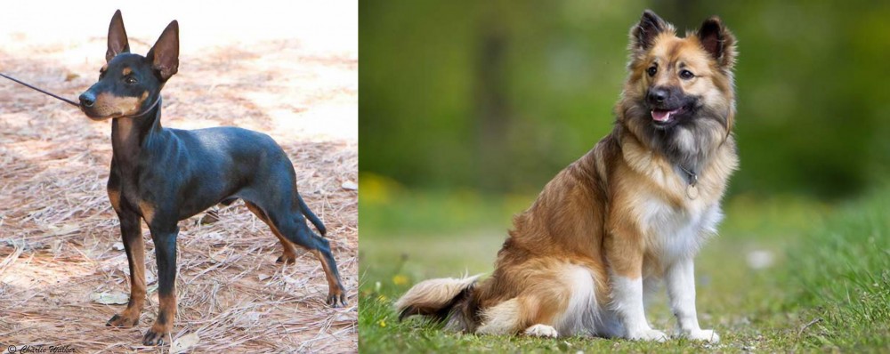 Icelandic Sheepdog vs English Toy Terrier (Black & Tan) - Breed Comparison