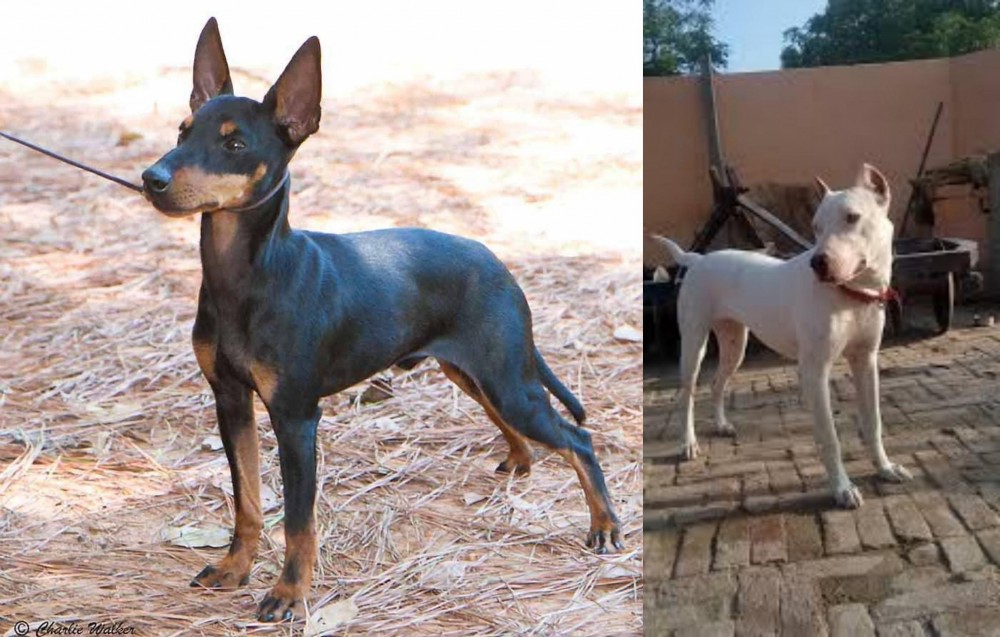 Indian Bull Terrier vs English Toy Terrier (Black & Tan) - Breed Comparison