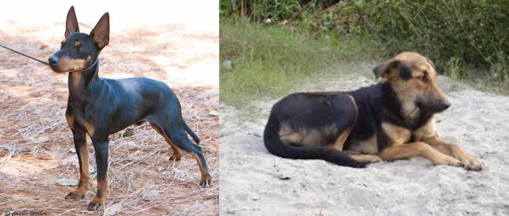Indian Pariah Dog vs English Toy Terrier (Black & Tan) - Breed Comparison