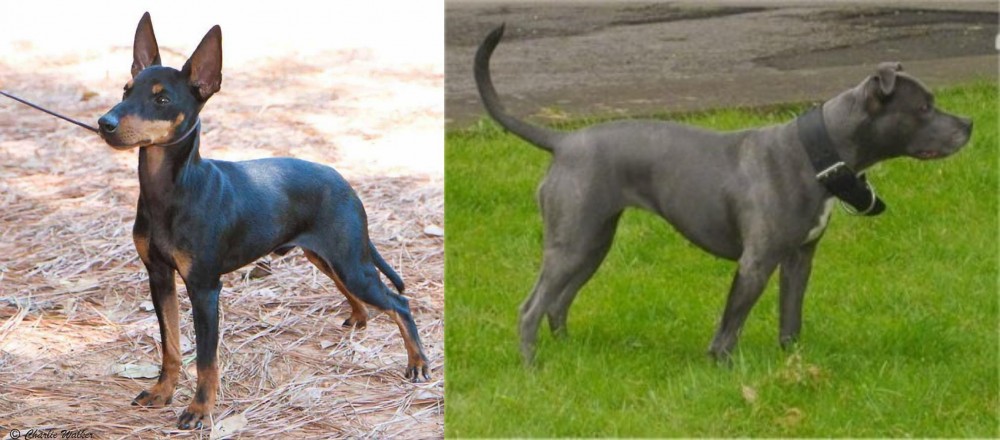 Irish Bull Terrier vs English Toy Terrier (Black & Tan) - Breed Comparison