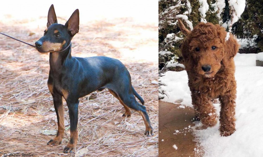 Irish Doodles vs English Toy Terrier (Black & Tan) - Breed Comparison