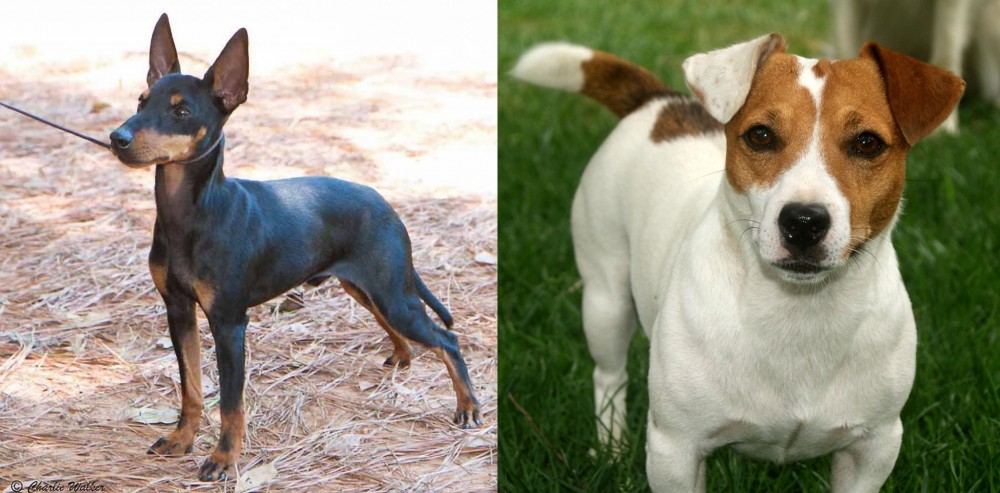 Irish Jack Russell vs English Toy Terrier (Black & Tan) - Breed Comparison