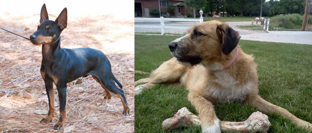 Irish Mastiff Hound vs English Toy Terrier (Black & Tan) - Breed Comparison