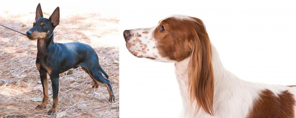 Irish Red and White Setter vs English Toy Terrier (Black & Tan) - Breed Comparison