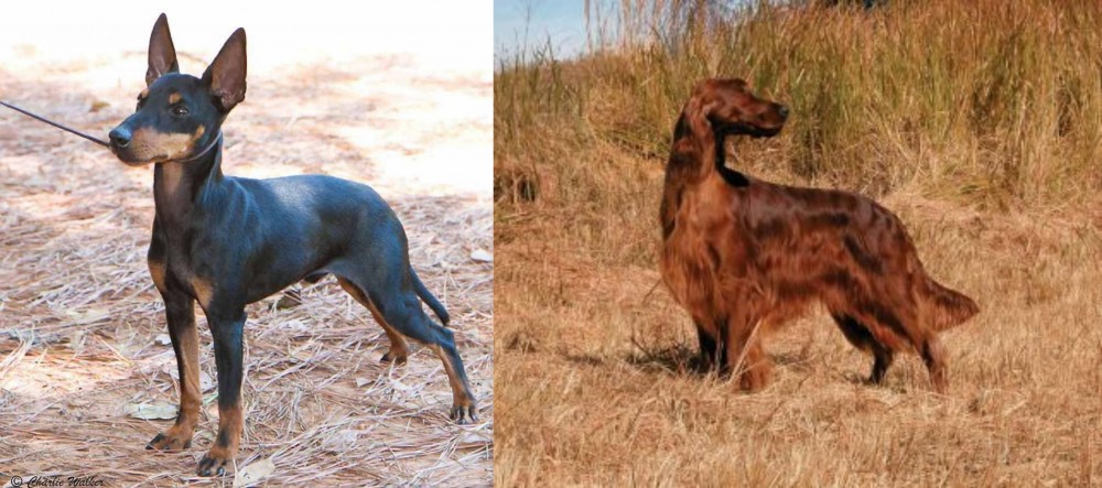 Irish Setter vs English Toy Terrier (Black & Tan) - Breed Comparison