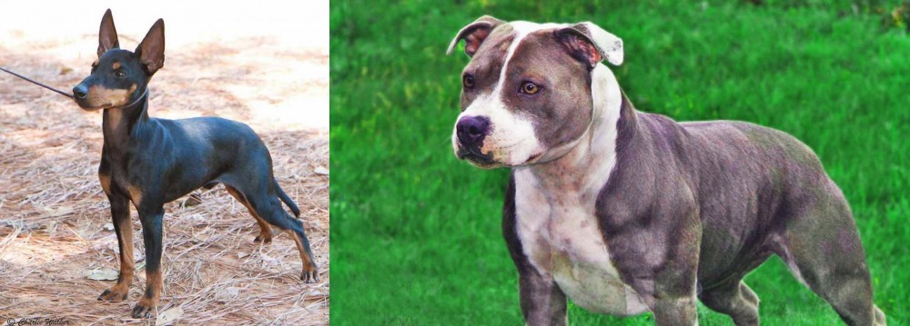 Irish Staffordshire Bull Terrier vs English Toy Terrier (Black & Tan) - Breed Comparison