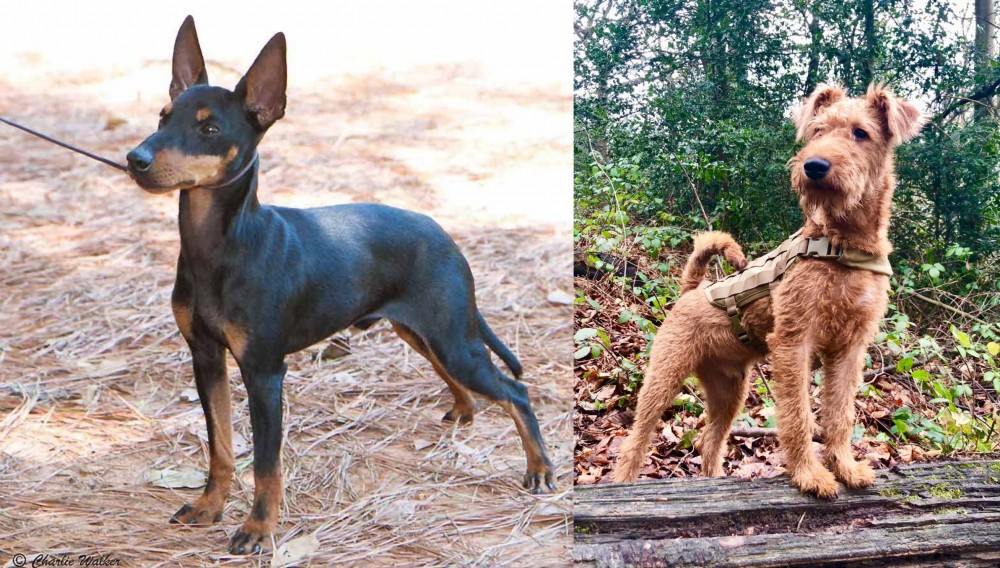Irish Terrier vs English Toy Terrier (Black & Tan) - Breed Comparison