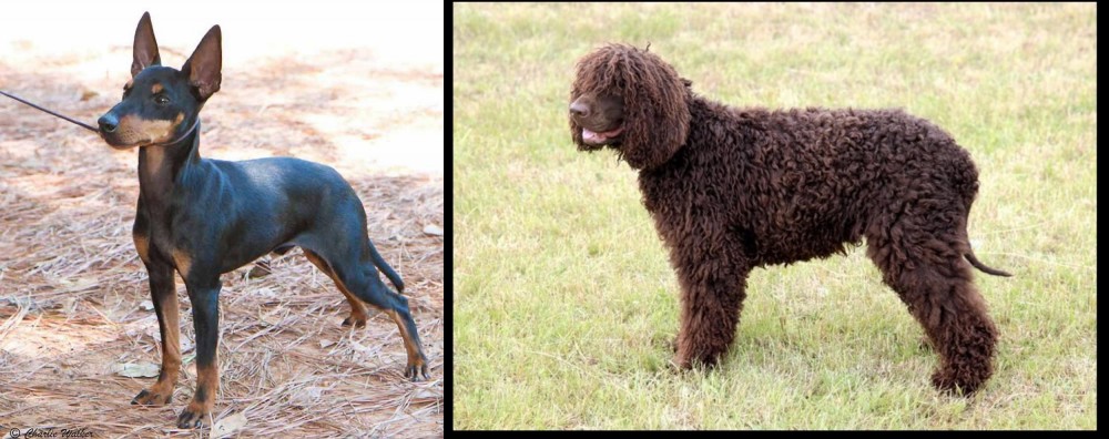 Irish Water Spaniel vs English Toy Terrier (Black & Tan) - Breed Comparison