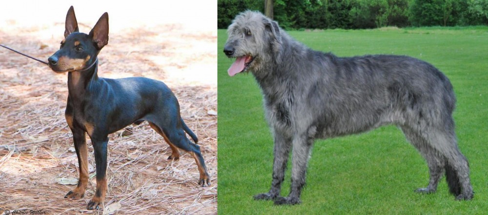 Irish Wolfhound vs English Toy Terrier (Black & Tan) - Breed Comparison