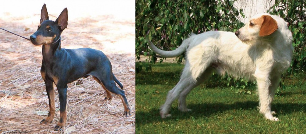 Istarski Ostrodlaki Gonic vs English Toy Terrier (Black & Tan) - Breed Comparison