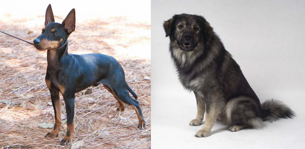 Istrian Sheepdog vs English Toy Terrier (Black & Tan) - Breed Comparison