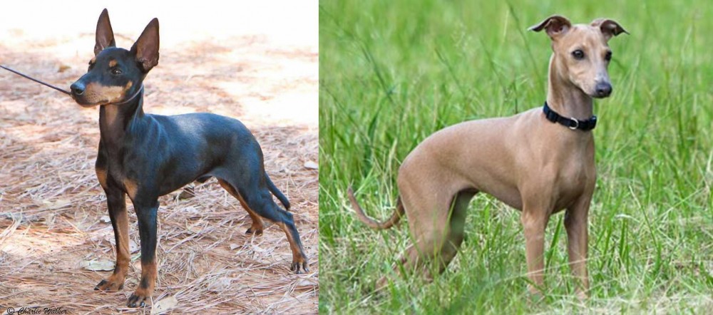 Italian Greyhound vs English Toy Terrier (Black & Tan) - Breed Comparison