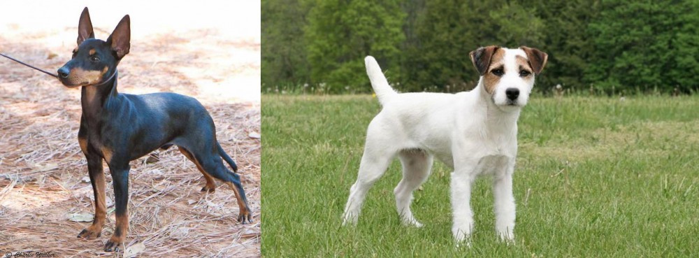 Jack Russell Terrier vs English Toy Terrier (Black & Tan) - Breed Comparison
