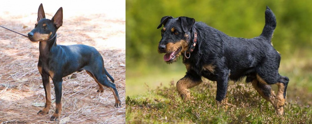 Jagdterrier vs English Toy Terrier (Black & Tan) - Breed Comparison