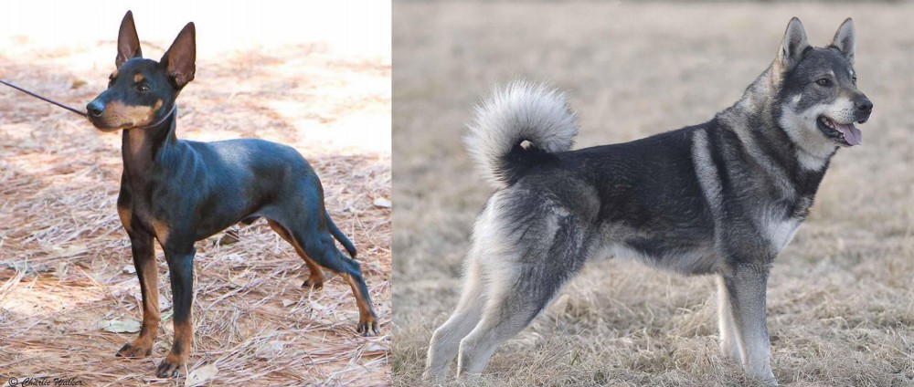 Jamthund vs English Toy Terrier (Black & Tan) - Breed Comparison