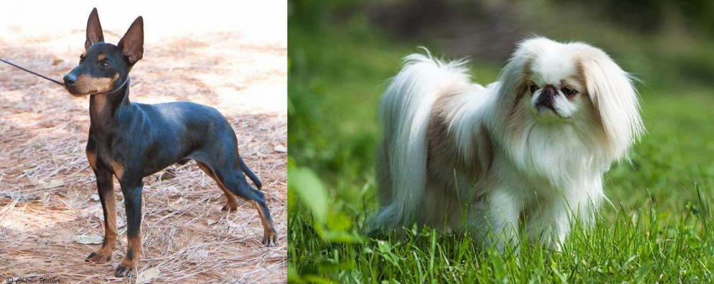 Japanese Chin vs English Toy Terrier (Black & Tan) - Breed Comparison