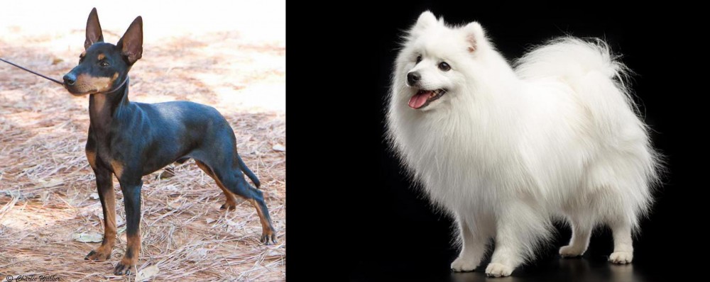 Japanese Spitz vs English Toy Terrier (Black & Tan) - Breed Comparison