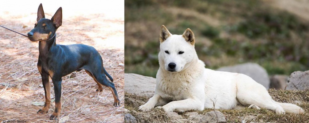 Jindo vs English Toy Terrier (Black & Tan) - Breed Comparison