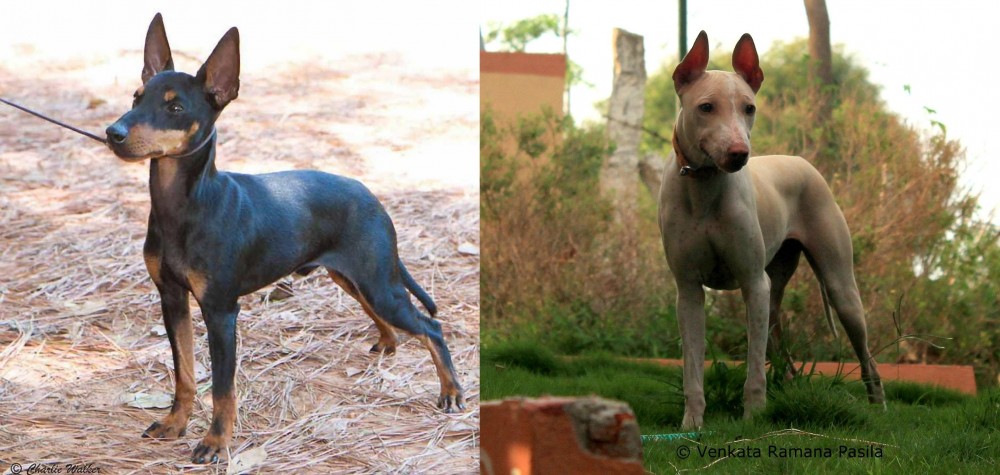 Jonangi vs English Toy Terrier (Black & Tan) - Breed Comparison