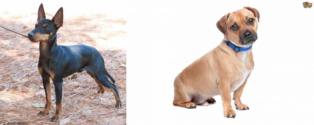 Jug vs English Toy Terrier (Black & Tan) - Breed Comparison