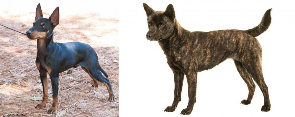 Kai Ken vs English Toy Terrier (Black & Tan) - Breed Comparison