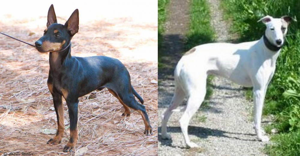 Kaikadi vs English Toy Terrier (Black & Tan) - Breed Comparison