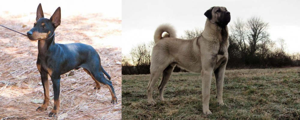 Kangal Dog vs English Toy Terrier (Black & Tan) - Breed Comparison