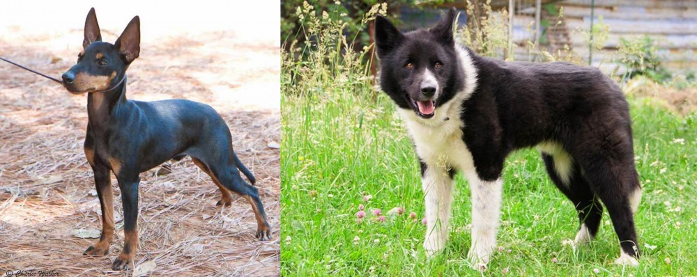 Karelian Bear Dog vs English Toy Terrier (Black & Tan) - Breed Comparison