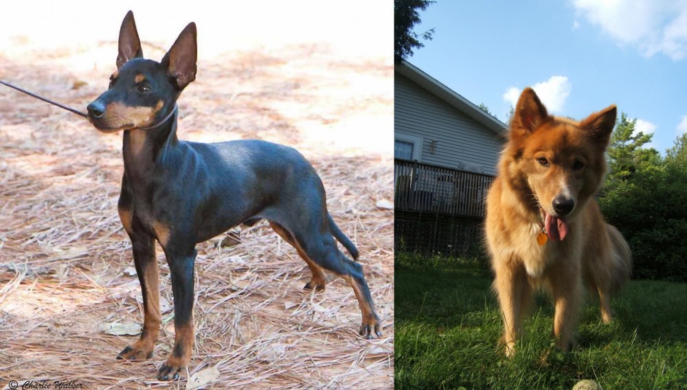 Karelo-Finnish Laika vs English Toy Terrier (Black & Tan) - Breed Comparison