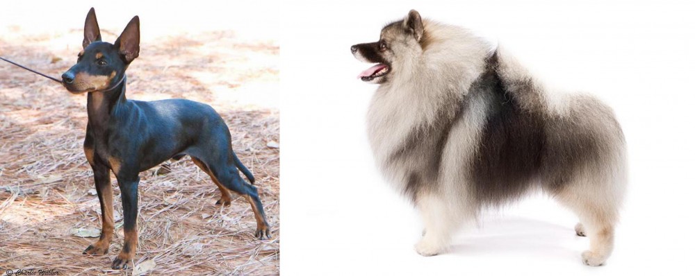 Keeshond vs English Toy Terrier (Black & Tan) - Breed Comparison