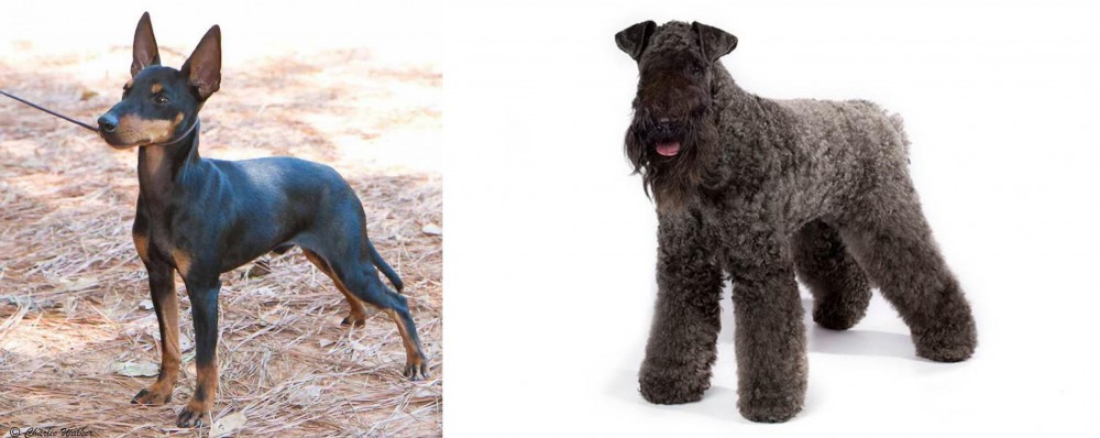 Kerry Blue Terrier vs English Toy Terrier (Black & Tan) - Breed Comparison