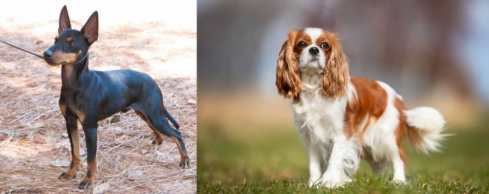 King Charles Spaniel vs English Toy Terrier (Black & Tan) - Breed Comparison