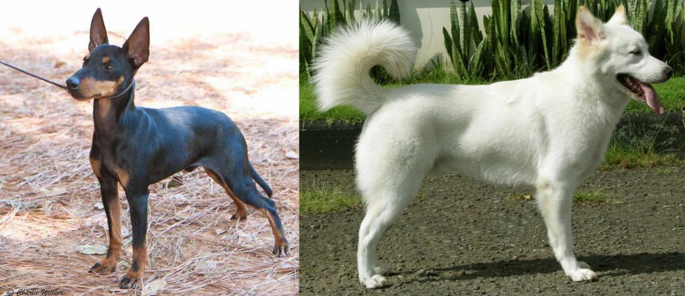 Kintamani vs English Toy Terrier (Black & Tan) - Breed Comparison