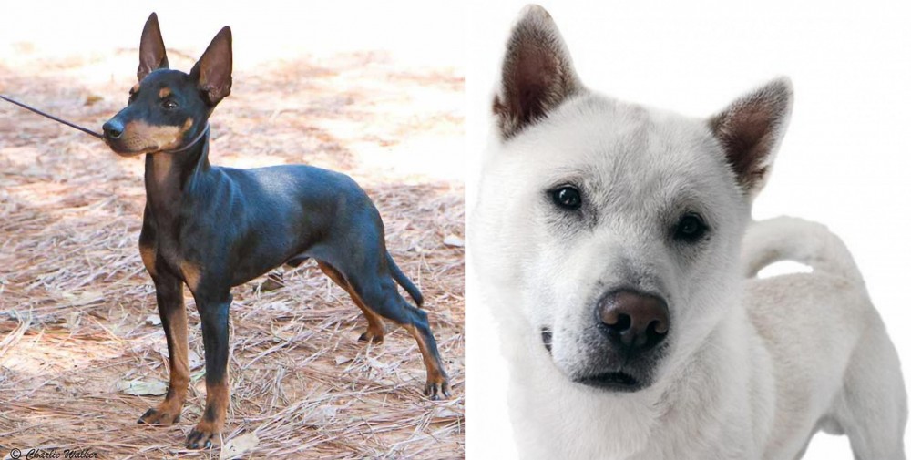 Kishu vs English Toy Terrier (Black & Tan) - Breed Comparison